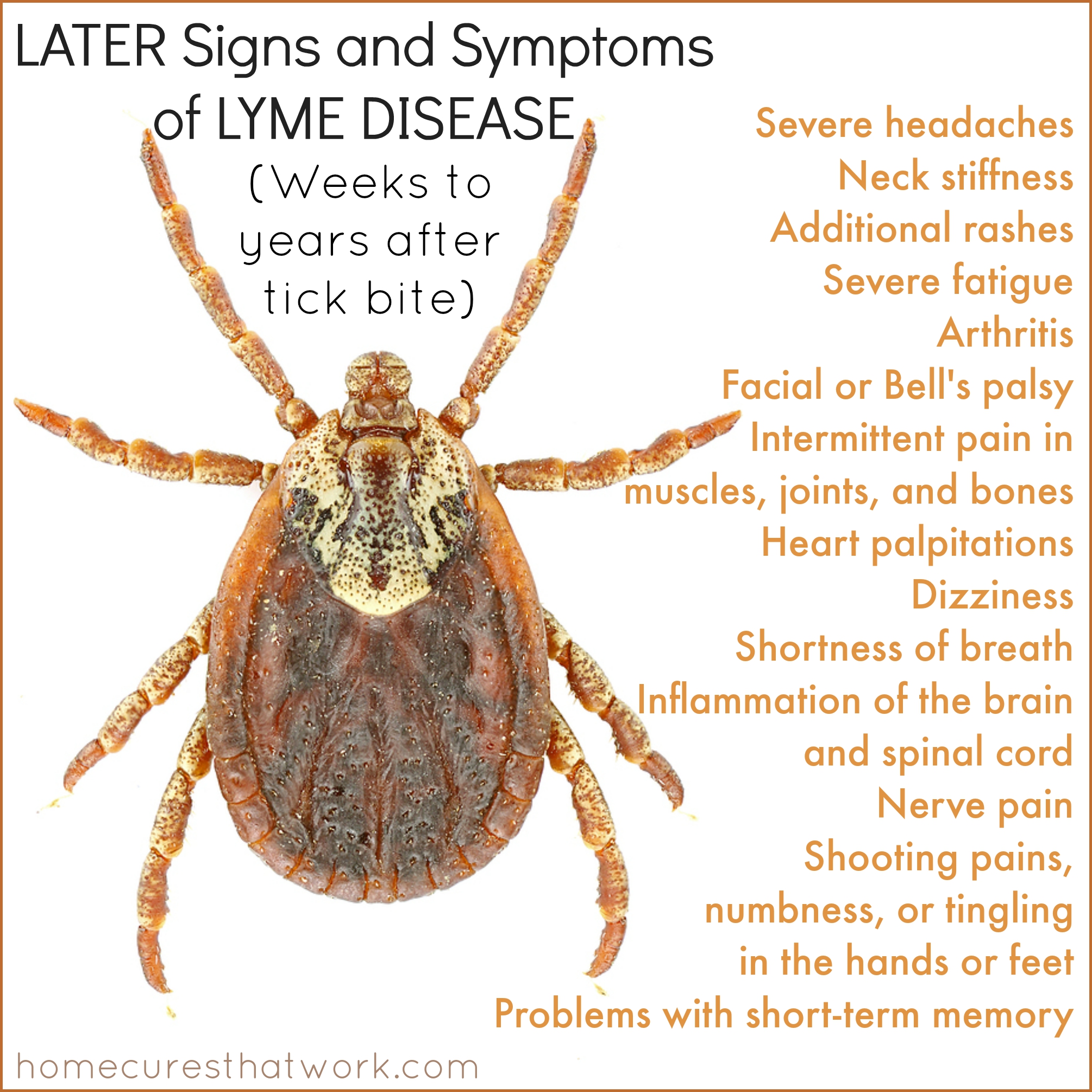 Lyme Disease The Brain Clinic